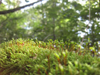 &copy; Zierfischfreunde Immenhausen-Holzhausen